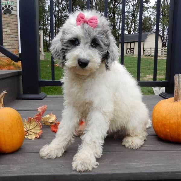 Sprinkles (medium), Mini Sheepadoodle Puppy