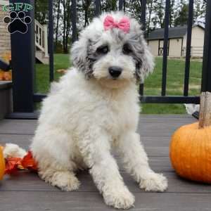 Sprinkles (medium), Mini Sheepadoodle Puppy