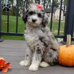 Shadow, Mini Sheepadoodle Puppy