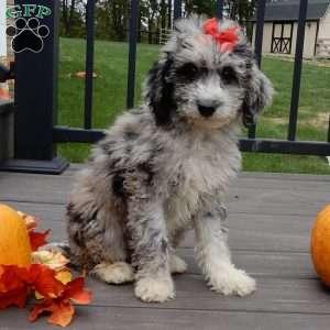 Shadow, Mini Sheepadoodle Puppy