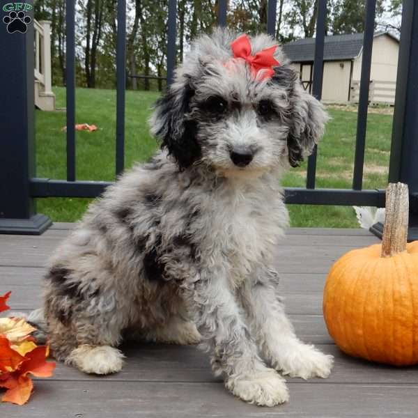 Shadow, Mini Sheepadoodle Puppy