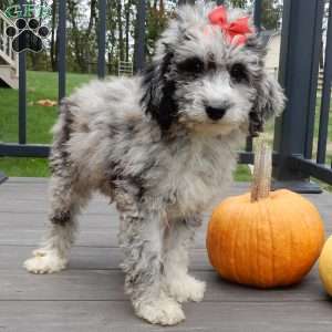 Shadow, Mini Sheepadoodle Puppy