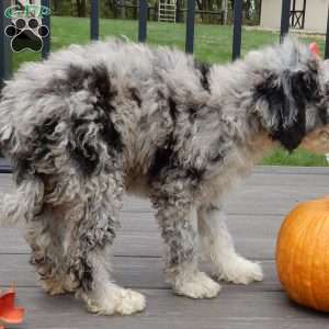 Shadow, Mini Sheepadoodle Puppy