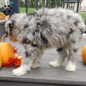 Shadow, Mini Sheepadoodle Puppy