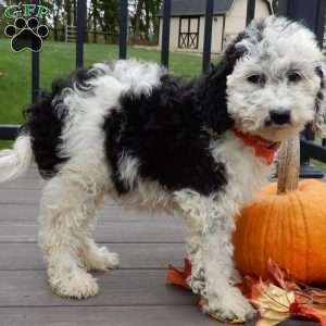 Panda (medium), Mini Sheepadoodle Puppy