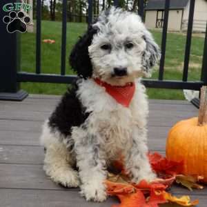 Panda (medium), Mini Sheepadoodle Puppy