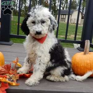 Panda (medium), Mini Sheepadoodle Puppy