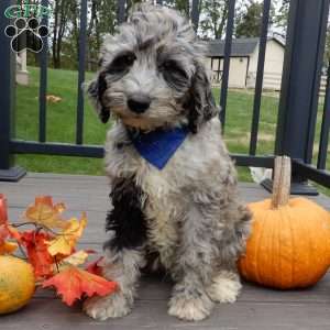 Bear (medium), Mini Sheepadoodle Puppy