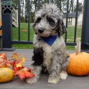 Bear (medium), Mini Sheepadoodle Puppy