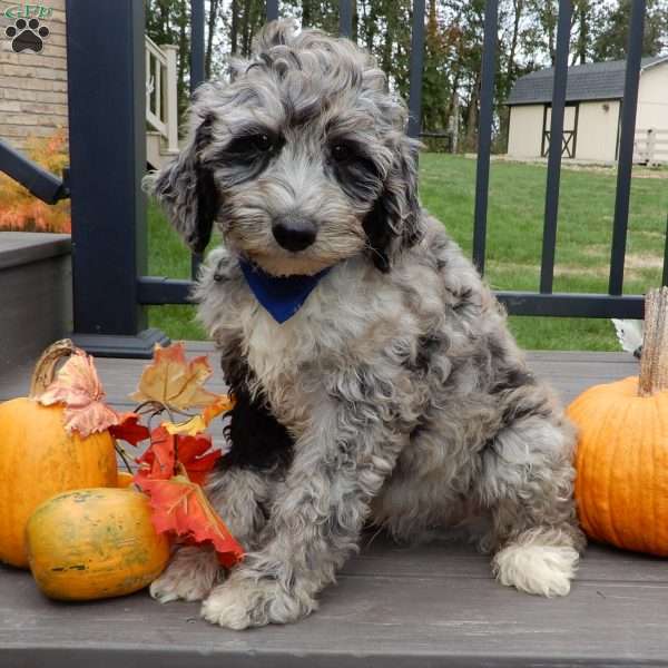 Bear (medium), Mini Sheepadoodle Puppy