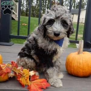 Bear (medium), Mini Sheepadoodle Puppy