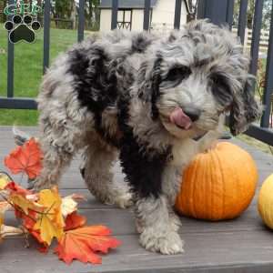 Bear (medium), Mini Sheepadoodle Puppy
