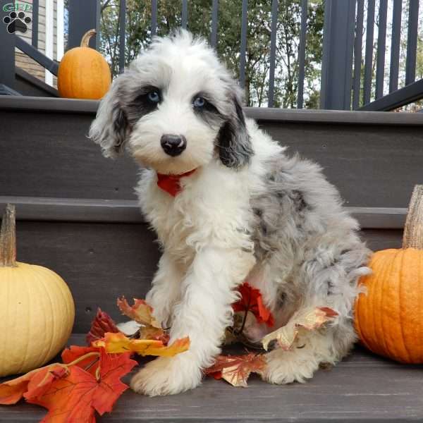 Cody (medium), Mini Sheepadoodle Puppy