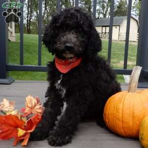 Smokey (medium), Mini Sheepadoodle Puppy