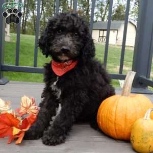 Smokey (medium), Mini Sheepadoodle Puppy