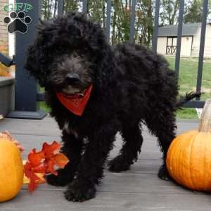 Smokey (medium), Mini Sheepadoodle Puppy