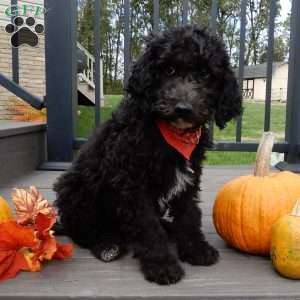 Smokey (medium), Mini Sheepadoodle Puppy