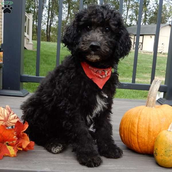 Smokey (medium), Mini Sheepadoodle Puppy
