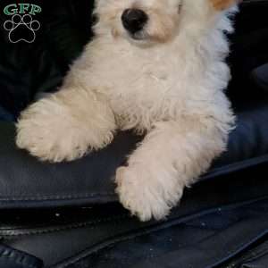 Rudy, Toy Poodle Puppy