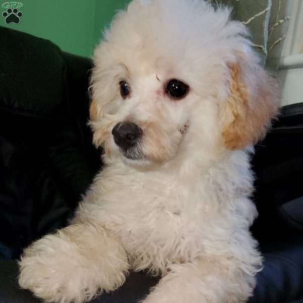 Rudy, Toy Poodle Puppy