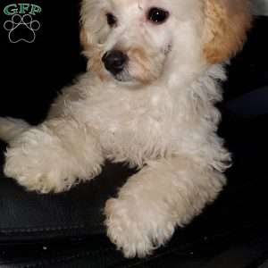 Rudy, Toy Poodle Puppy