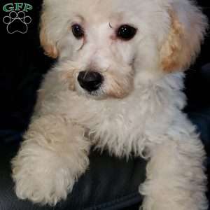 Rudy, Toy Poodle Puppy