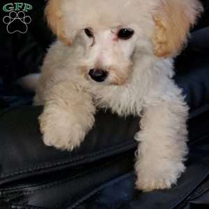 Rudy, Toy Poodle Puppy