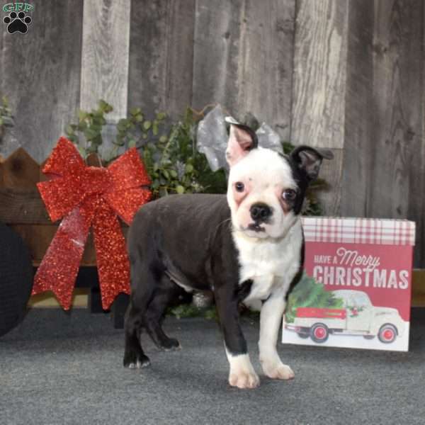 Racer, Boston Terrier Puppy