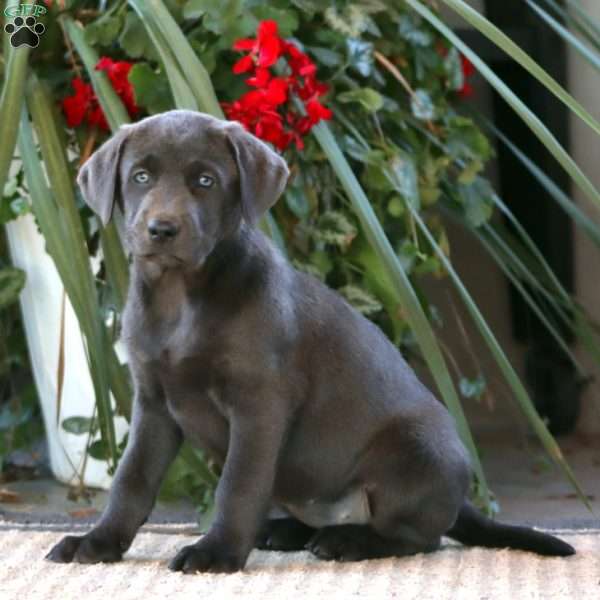 Rachel, Charcoal Labrador Retriever Puppy