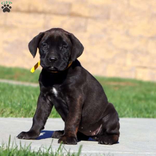 Rachel, Cane Corso Puppy