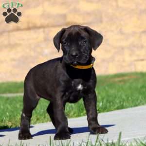 Rachel, Cane Corso Puppy