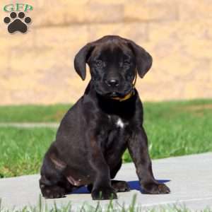 Rachel, Cane Corso Puppy