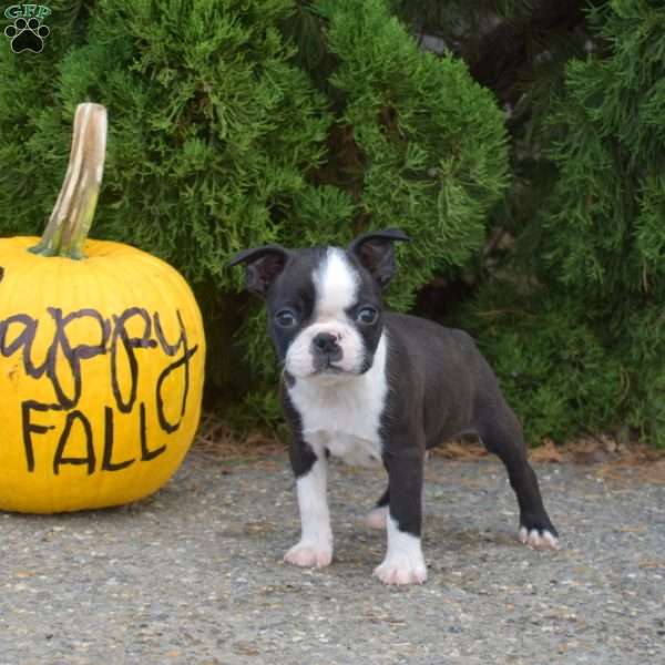 Raider, Boston Terrier Puppy