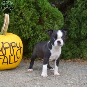 Raider, Boston Terrier Puppy
