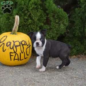 Raider, Boston Terrier Puppy