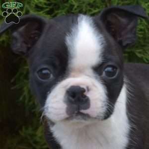 Raider, Boston Terrier Puppy
