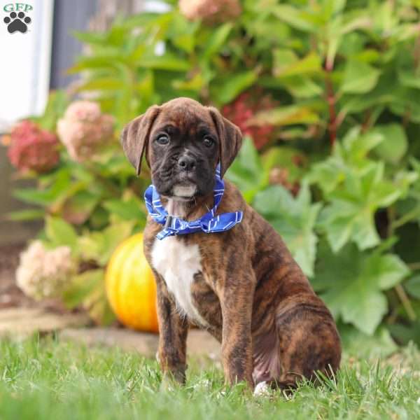 Rambo, Boxer Puppy