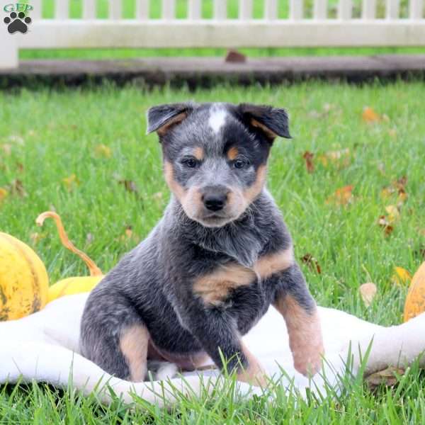 Randy, Blue Heeler – Australian Cattle Dog Puppy