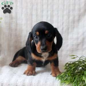 Randy, Dachshund Puppy