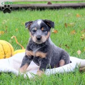 Randy, Blue Heeler – Australian Cattle Dog Puppy