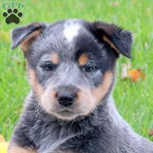 Randy, Blue Heeler – Australian Cattle Dog Puppy