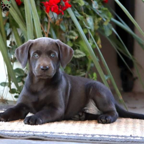 Randy, Charcoal Labrador Retriever Puppy