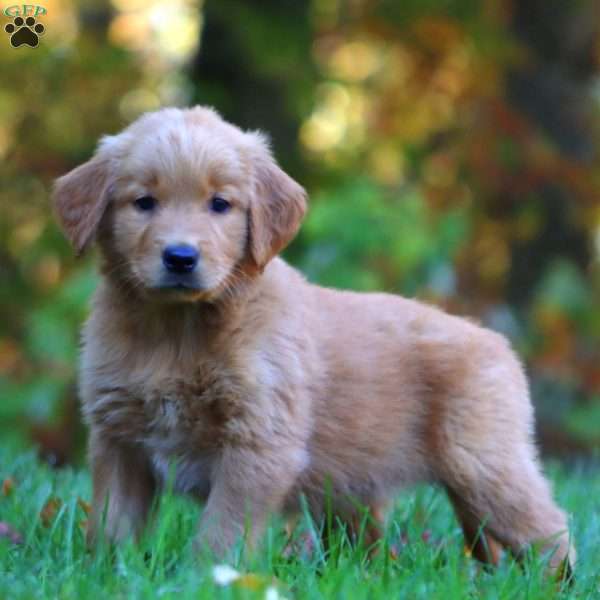 Randy, Golden Retriever Puppy