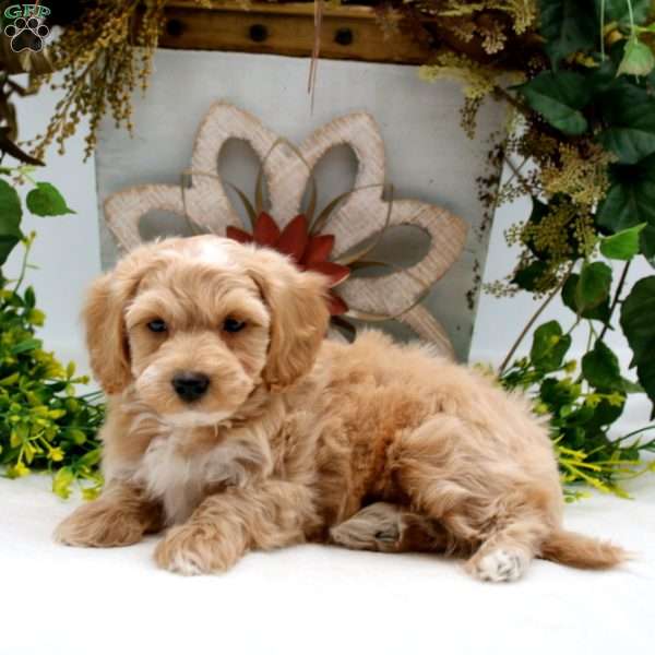 Randy, Havapoo Puppy