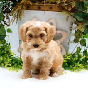 Randy, Havapoo Puppy