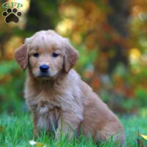 Randy, Golden Retriever Puppy