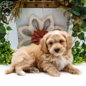 Randy, Havapoo Puppy