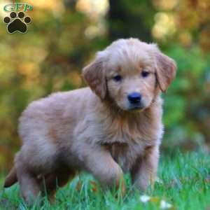 Randy, Golden Retriever Puppy