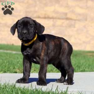 Ranger, Cane Corso Puppy