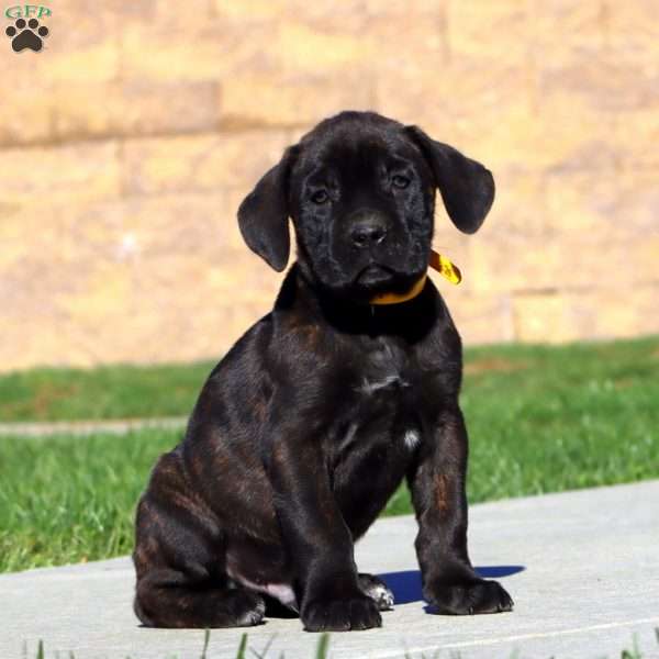 Ranger, Cane Corso Puppy